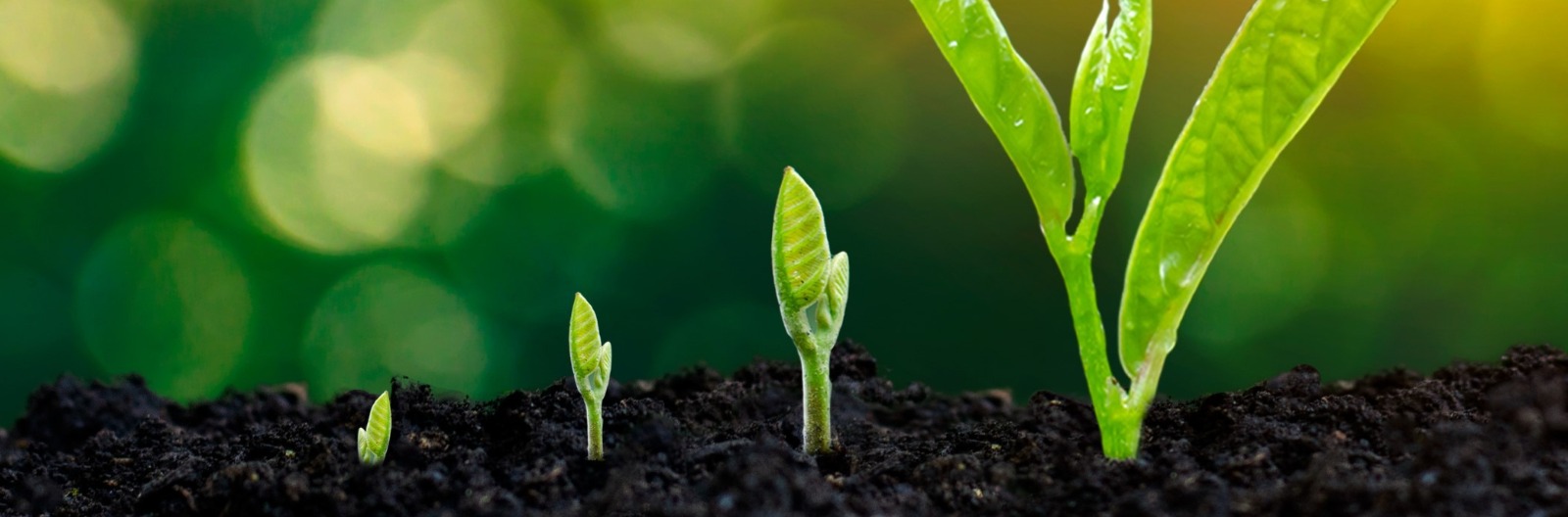 Growth Support for Small Business Owners