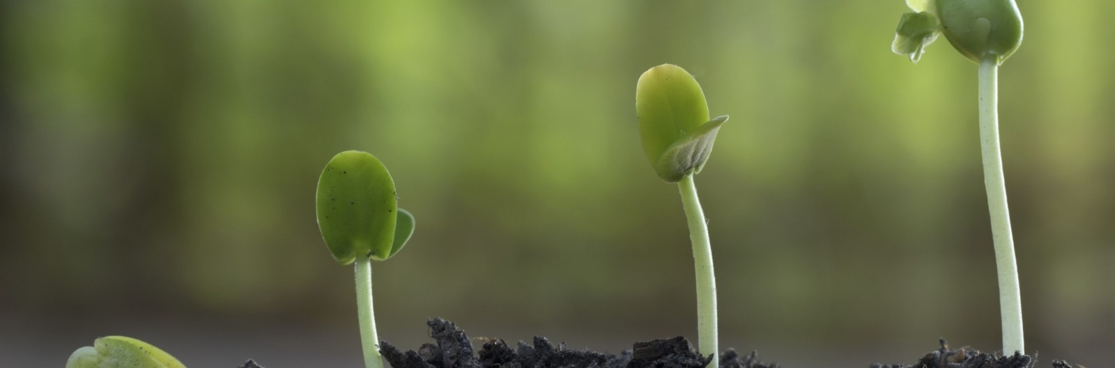Growth